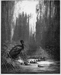 Les poissons et le cormoran - des 