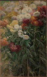 Chrysanthèmes dans le jardin à Petit-Gennevilliers