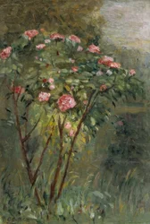 Le rosier
