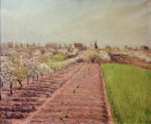 Pommiers en fleurs, coteau de Colombes