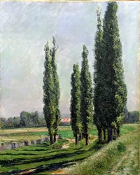 Peupliers sur la rive à Argenteuil