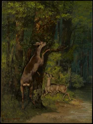 Cerfs dans la forêt