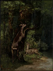 Cerf dans la forêt