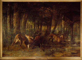 Rut de printemps, combat de cerfs