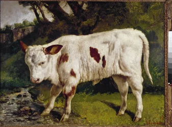 Le veau