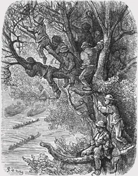 Perché dans les arbres