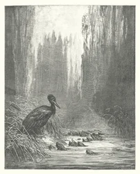 Les Fables de La Fontaine : Le Cormoran et les poissons