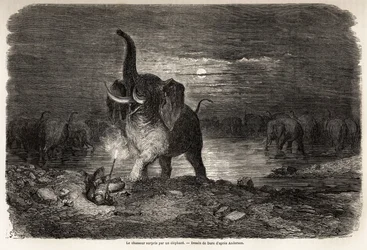 Le chasseur surpris par un éléphant, près du lac Ngami (Botswana), dessin de Gustave Doré (1832-1883), pour illustrer les aventures et chasses de Charles Jean Anderson en Afrique australe. Gravure dans « Le tour du monde, nouveau journal des voyages » Pari