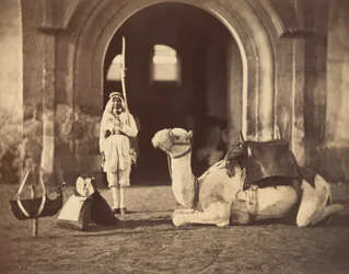 Chameau couché, vers 1866