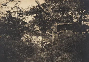 Chêne dans les rochers à Fontainebleau, 1849-52