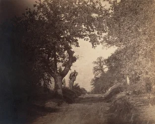 Fontainebleau, chemin sablonneux montant