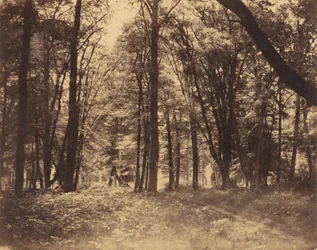 Scène de forêt