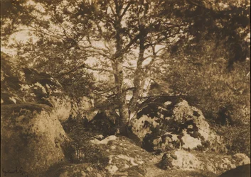 [Chêne et rochers, forêt de Fontainebleau], 1849-52