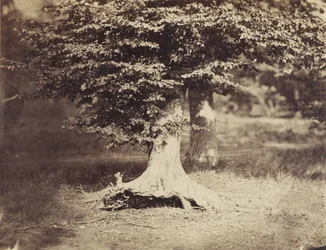 Le hêtre, vers 1855-7