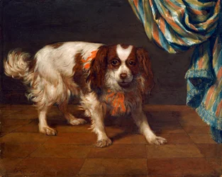 Un épagneul King Charles