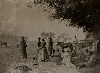 Plantation de patates douces, plantation Hopkinsons, île Edislo, Caroline du Sud, 1862