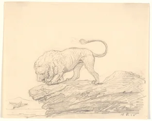 Un lion sur un rocher. Il regarde un oiseau volant