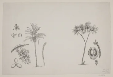 Feuille botanique des écrits de Schouw