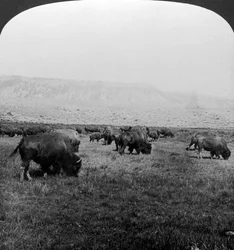 Bison, parc national de Yellowstone, États-Unis