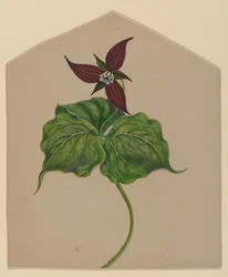 Fleur rouge de Bourgogne