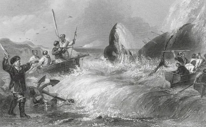 La baleine sur le rivage (gravure)