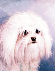 Terrier maltais