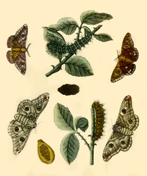 Papillon Empereur, 1749, 1943