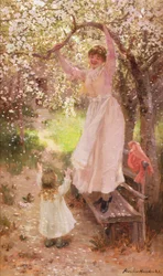 Chute de fleurs de pommier