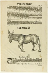 Illustration du "Thierbuch", planche 42 des gravures sur bois des livres du XVIe siècle.