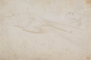 Oiseau de paradis mâle et tête d