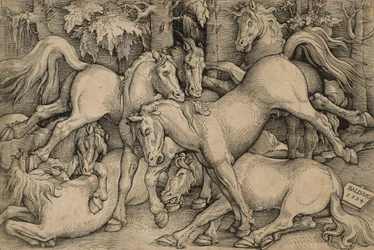 Chevaux Sauvages en Combat