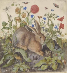Un lièvre parmi les plantes, 1582