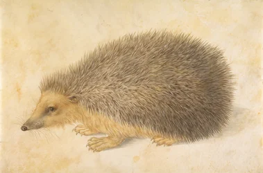 Un hérisson, Erinaceus roumanicus, avant 1584