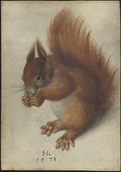 Écureuil roux