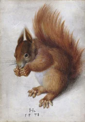 Écureuil rouge