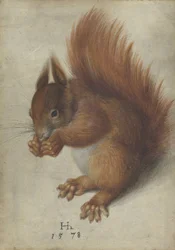 Écureuil rouge