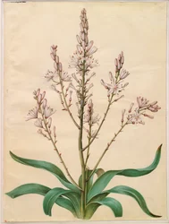 Asphodelus ramosus de l