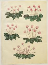 Cyclamen purprascens de l