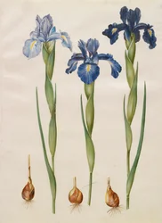 Iris xiphiodes de l