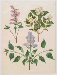 Syringa persica, philadelphus coronarius et syringa vulgaris de l