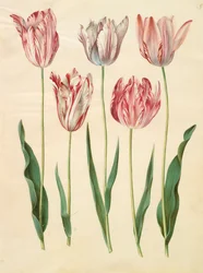 Tulipa gesneriana de l