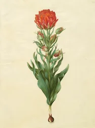 Tulipa gesneriana de l