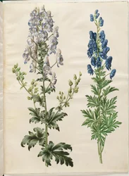 Aconitum variegatum (aconit panaché) ; Aconitum napellus (aconit napel)