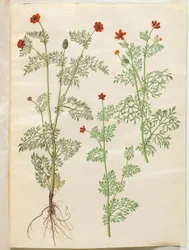 Adonis annua (adonis d