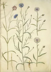 Agrostemma githago (nielle des blés); Centaurea cyanus (bleuet)