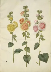Alcea rosea (rose trémière)
