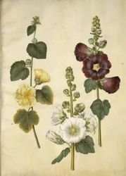 Alcea rosea (rose trémière)