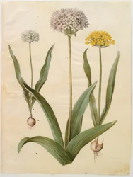 Allium moly (ail doré); Allium nigrum (ail noir)