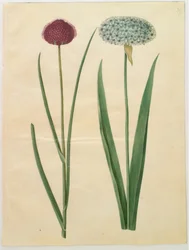 Allium sphaerocephalon (ail ornemental méditerranéen); Allium nigrum (ail noir)
