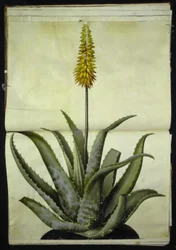Aloe vera (aloès médicinal)